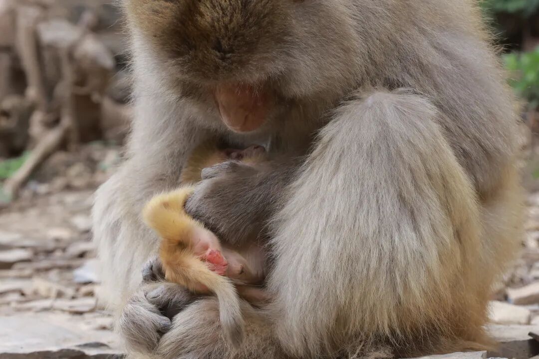 济源五龙口：首批新生猕猴降生 绘就生态保护新图景